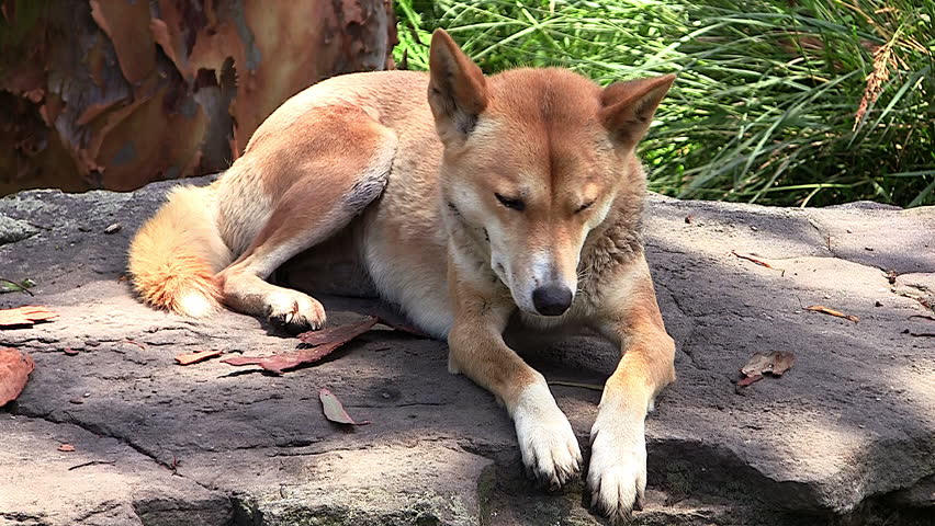 AUSTRALIA - CIRCA 2017 - A wild dingo dog sits in the sun in the bush in Australia.