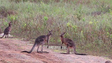 AUSTRALIA - CIRCA 2017 - Kangaroos engage in a boxing match fighting along a dirt road in Australia.