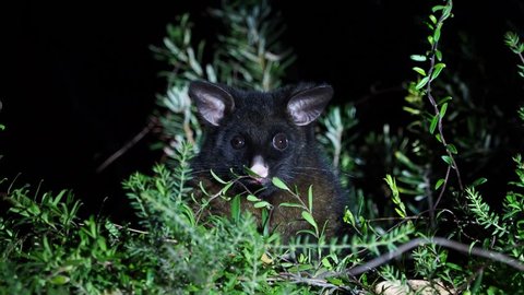 Common Brush-tailed Possum - Trichosurus vulpecula -nocturnal, semi-arboreal marsupial of Australia, introduced to New Zealand, looking for food and eating leaves.