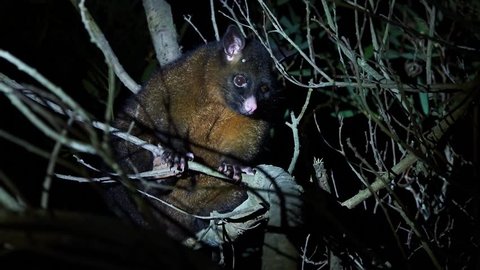 Common Brush-tailed Possum - Trichosurus vulpecula -nocturnal, semi-arboreal marsupial of Australia, introduced to New Zealand, looking for food and eating leaves.