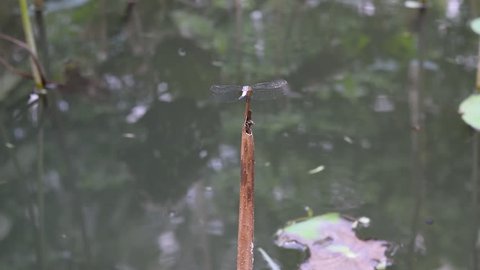  blue gray dragonfly resting on habitat