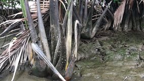 Clip Video of Mangrove Forest. Natural concept.