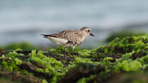 Pluvialis squatarola - Grey Plover on the seaside with waves, blue ocean
