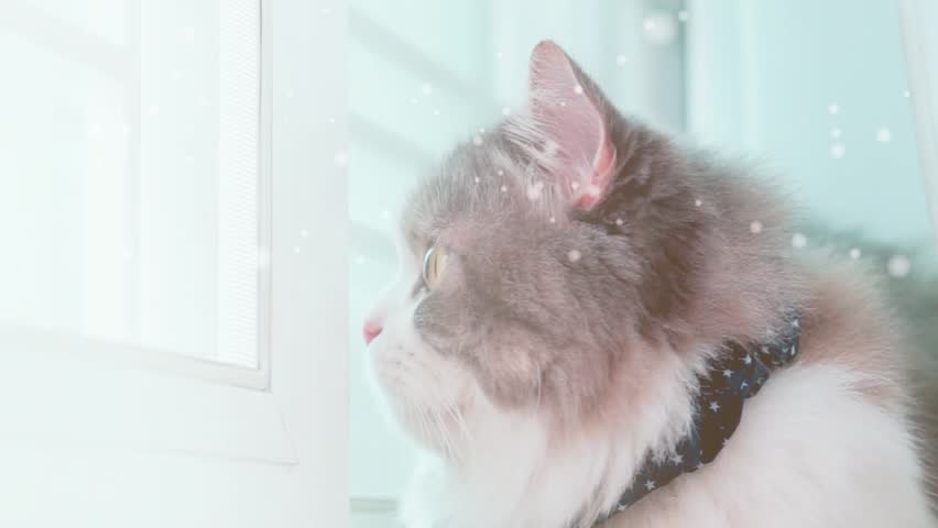 Chat Regardant Un Miroir Et Se Photo De Stock Modifiable