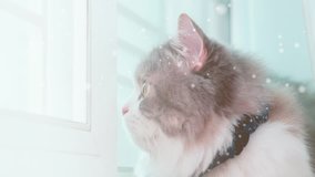 cute persian cat is looking snow falling at the window view in winter season for Christmas or new year background concept