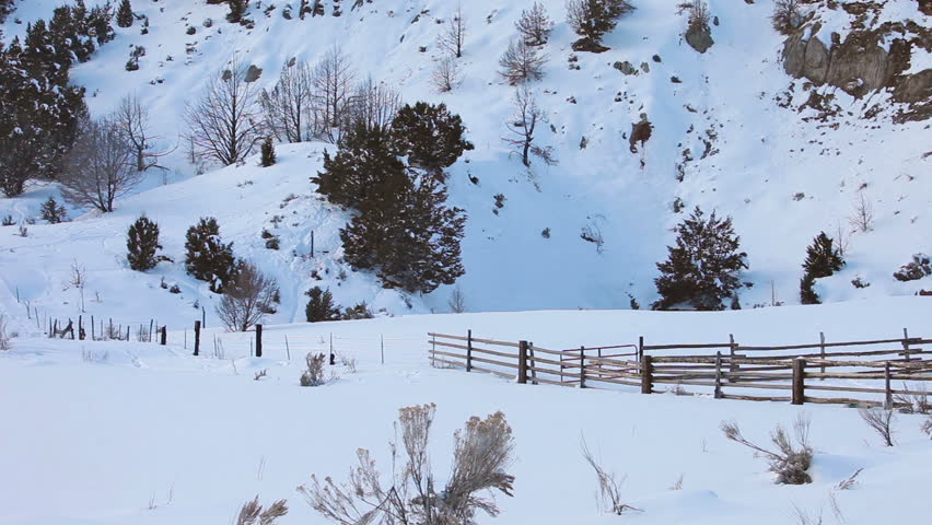 Wild turkey flying away to a snow covered mountain hill in winter.  Flock of turkeys in flight during cold snowy winter day in central Utah.