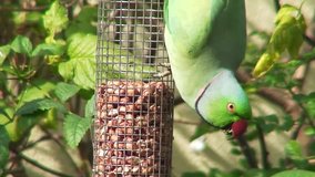 A Ring-Necked Parakeet at a feeder in a garden in Dubai in the United Arab Emirates.
