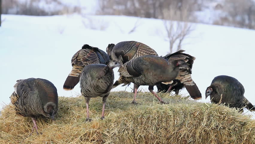 Wild turkey walking, flying and scratching in ground and snow in winter mountain. Flock of turkeys feeding on grass and hay during cold snowy winter day in central Utah