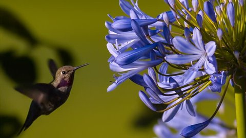 Annas Hummingbird Super Slow Motion 1500fps Agapanthus Flower
