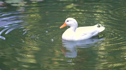 A duck swimming in a pond and washing itself.