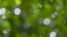 Bokeh from leaves of tree on sunny day, abstract background.
4K green bokeh.