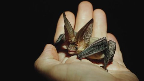 A long-eared bat sits on a hand, looks around, stretches its wings and finally takes off.