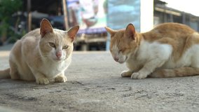 Two Cats licking each other. Two happy kitty fight playing in warm sunlight in the morning clips.  Vedio 4k cats playing outdoor.