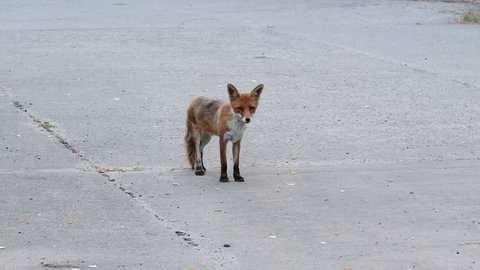 A city fox on a street