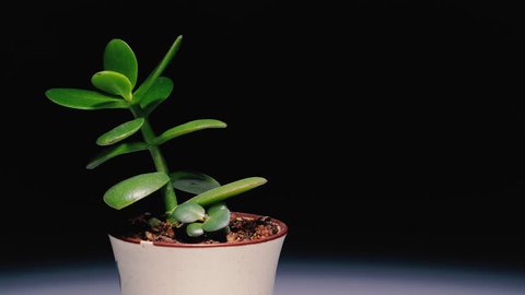Static shot of a succulent plant in a pot lit from above with a black background with negative space.