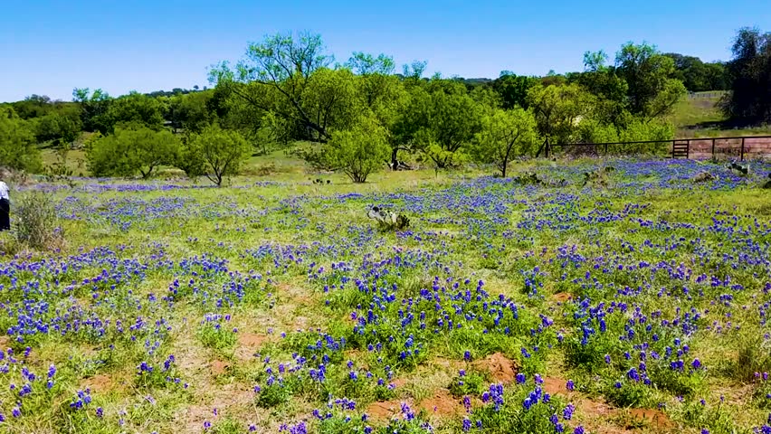 Field of blue bonnets