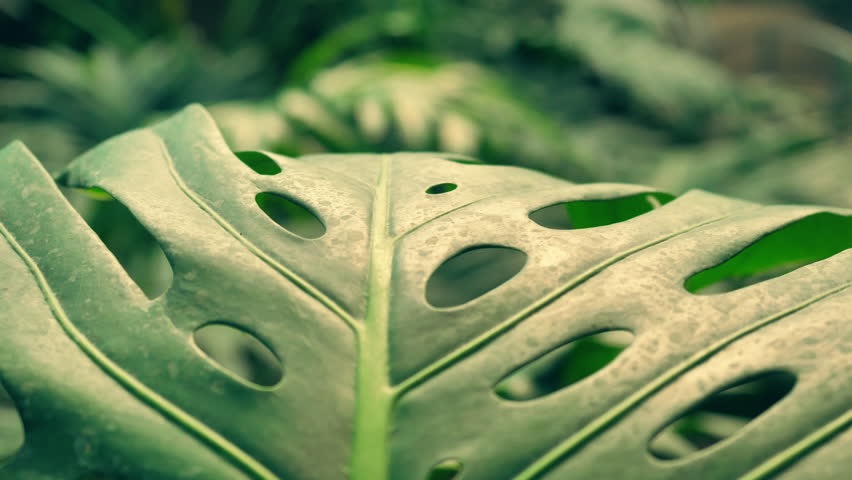 stunning nature of amazonian forests. close-up of a palm leaf. Royalty-Free Stock Footage #1013460344