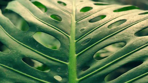 stunning nature of amazonian forests. close-up of a palm leaf.