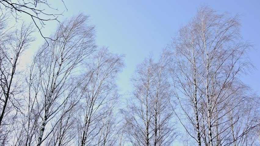 Birch tree forest in the cold season. Going out of focus, great as a background for slogan, logo ect.
Shot on professional cinema camera.
