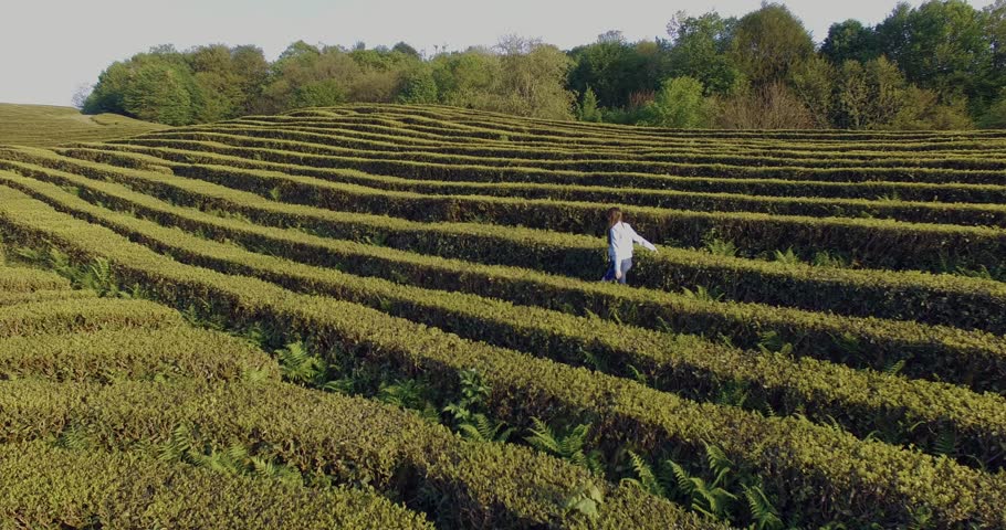Shooting from the drone of a lovely brunette girl walking between the bushes in the maze in summer. Girl enjoying summer nature.