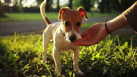 Caucasian girl giving food to nice dog, pet wagging tail. Cute puppy eating from hand of owner. Outdoors. Close-up. Summertime.