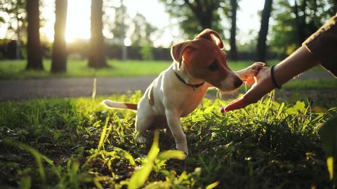 Cute pet sitting on green grass in beautiful park. Nice dog eating from hand, licking hand. Summertime. Outdoors. Jack russell terrier.
