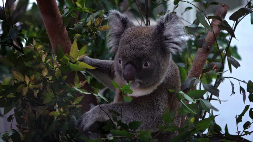 Slow Motion of a cute koala climbing a eucalyptus tree with green leafs in the woodlands at a zoo. Phascolarctos cinereus is an arboreal herbivorous marsupial native to Australia.-Dan