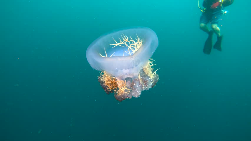 Green Starfish in the ocean image - Free stock photo - Public Domain ...