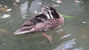 Close up of young female mallard duck, Anas platyrhynchos, floating on a clear water pond preening pin feathers under wing. Hand held HD video.