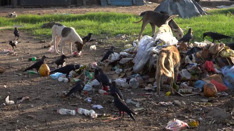 NEGOMBO, SRI LANKA - JULY 08, 2018: Street dogs and crows scavange for food among large pile of trash at beach on July 08, 2018 in Negombo, Sri Lanka