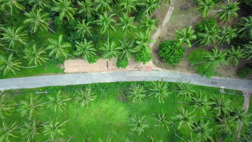 Aerial View of Transport Moving along the Road across Coconut Palm Tree Plantation