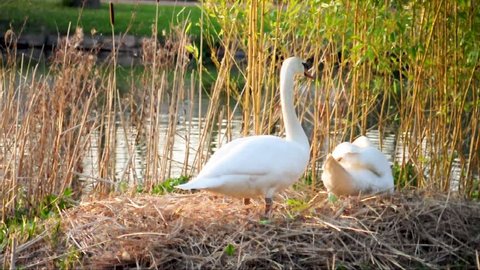 Couple Of Two Beautiful Mute Swans In Their Nest.