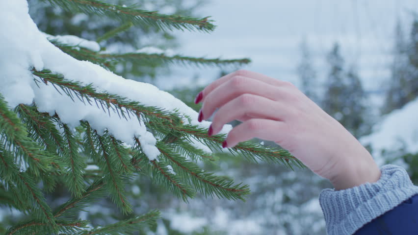 Hand touching a snowy branch. | Shutterstock HD Video #1013473592