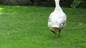 Domestic breed pet duck, Abacot Ranger, in a British garden, jogging away from camera. Funny lazy run, back view, on grass with sandstone wall in background. Handheld.