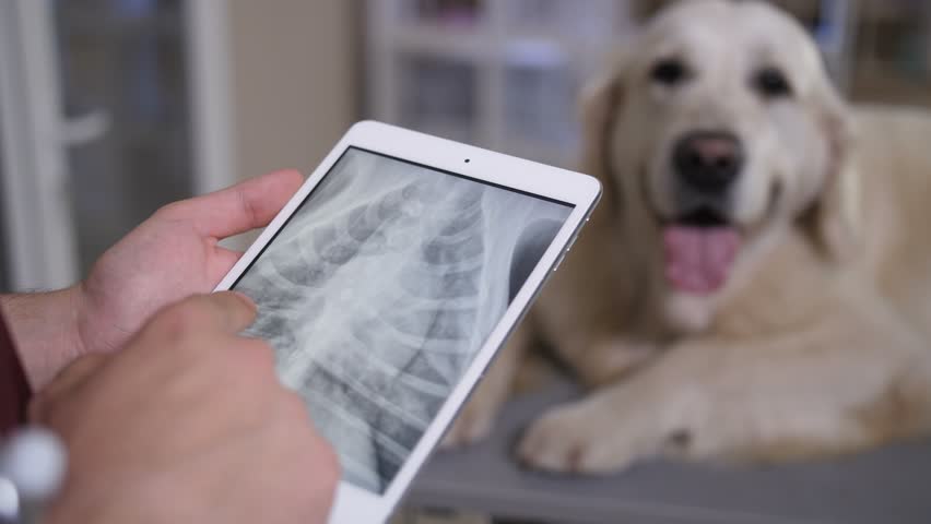 Closeup vet hands holding digital tablet pc and looking at dog patient's x-ray on touchpad screen. Golden retriever lying on examination table on background. Veterinarian checking x-ray results Royalty-Free Stock Footage #1013476439