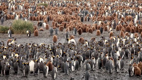 Giant King Penguin Colony Gold Harbour Stock Footage Video (100% ...