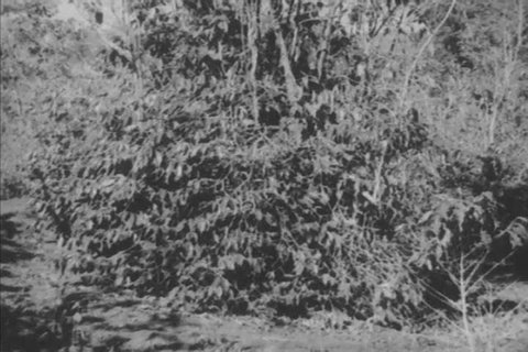 CIRCA 1930s - Ripe coffee is picked from a coffee tree in Brazil in the 1930s
