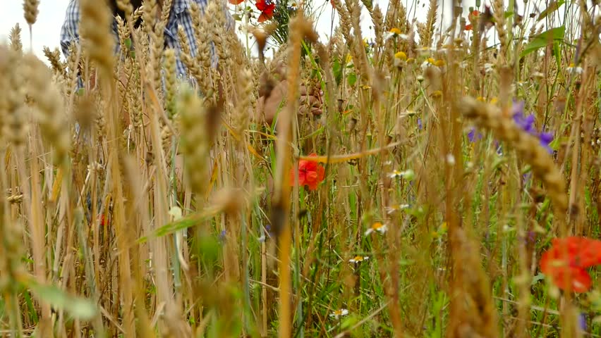 Beautiful girl collects wildflowers on the field. A multicolored bouquet of flowers, poppies, hairs and chamomiles.