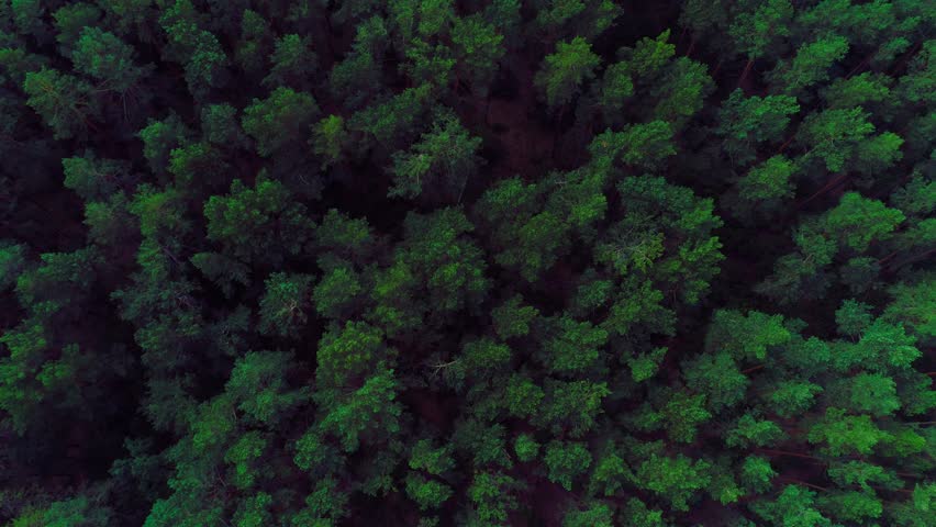 Aerial fly over a beautiful green forest | Shutterstock HD Video #1013486207