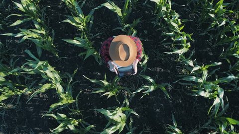 farmer agronomist monitors the corn harvest. Aerial photography. Top view of a corn field. A farmer agronomist in a green corn field checks organic products. Agricultural products of farm corn
