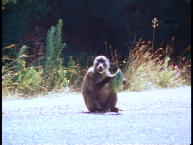 CAPE TOWN, SOUTH AFRICA, 1982, Baboon, eats melon, medium wide shot