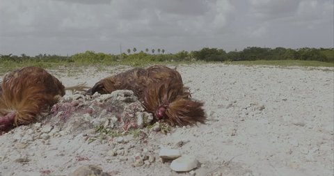 19 Santeria Stock Video Footage - 4K and HD Video Clips | Shutterstock 19 Santeria Stock Video Footage - 4K and HD Video Clips | Shutterstock