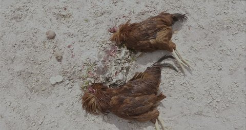 19 Santeria Stock Video Footage - 4K and HD Video Clips | Shutterstock 19 Santeria Stock Video Footage - 4K and HD Video Clips | Shutterstock