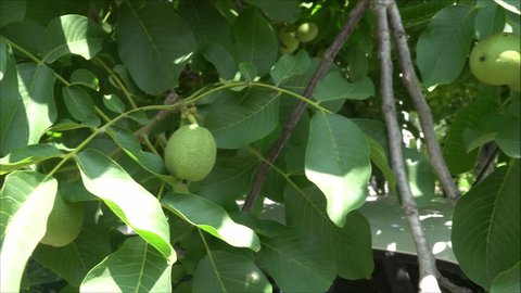 Fresh and organic wallnuts on the tree.