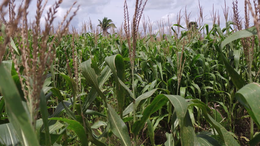 Corn plants in a farmer