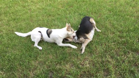 White male of young cross-breed dog bites black female dog while playing outdoor