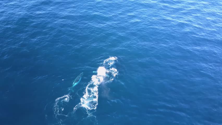 Sydney, Australia - 11 01 2016: Aerial: 4 Family of Humpback Whales, Australia | Shutterstock HD Video #1013505971