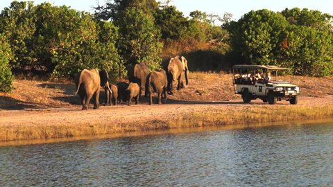 Elephants and safari jeep. Riverfront, Chobe National Park, Botswana.