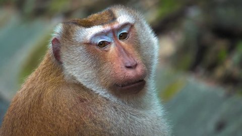 portrait of a monkey, large face. monkey sitting and looking at the camera