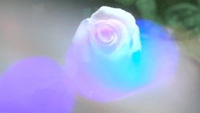 Rain drops on beautiful blooming rose  , slow motion video